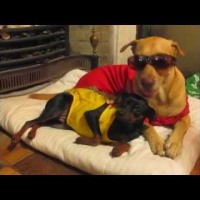 Cute Dogs Video