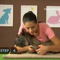 How to Trim Your Dogs Nails